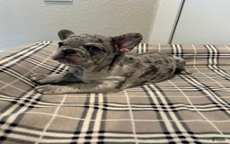 French Bulldog dogs for sale: Leo - Image 2