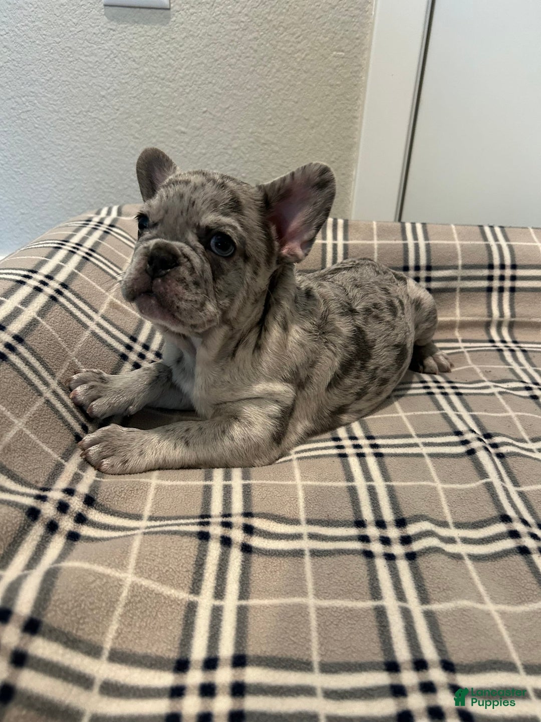French Bulldog dogs for sale: Leo - Image 2