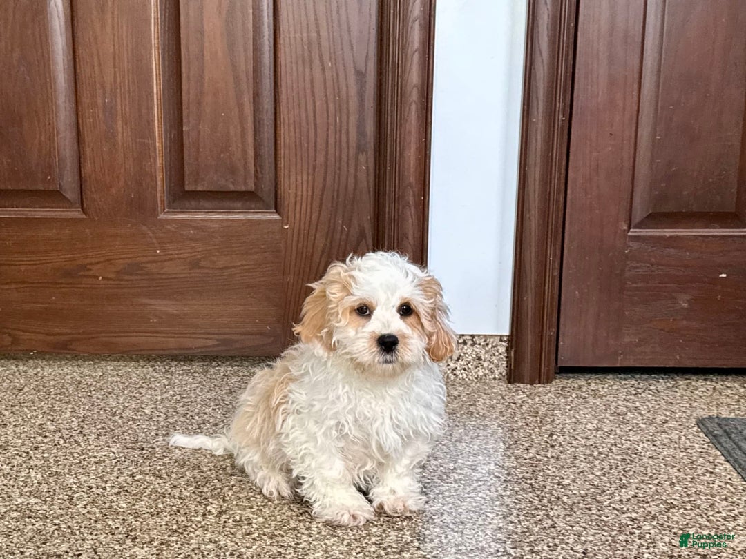 Havanese dogs for sale: George - Image 8