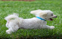 Maltese dogs for sale: Sterling - Image 10