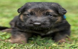 German Shepherd dogs for sale: Boy - Image 17