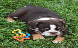 Beabull dogs for sale: Winston - Image 3