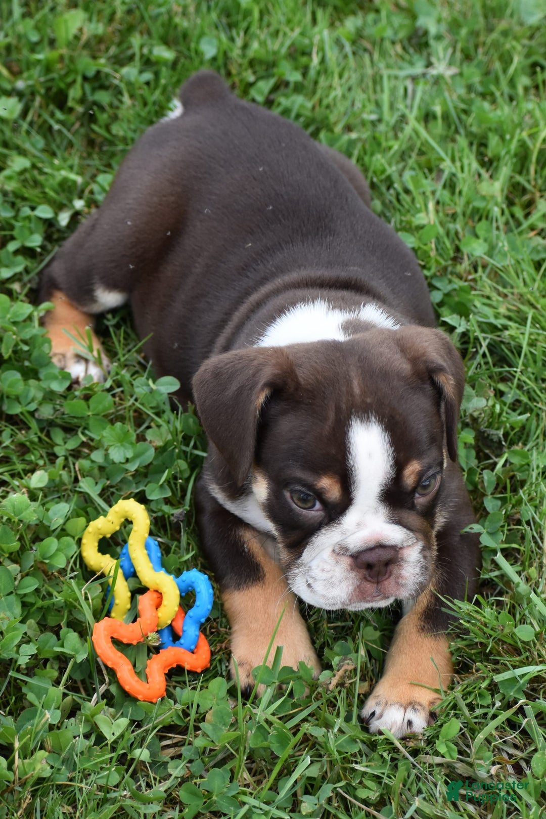 Beabull dogs for sale: Winston - Image 3