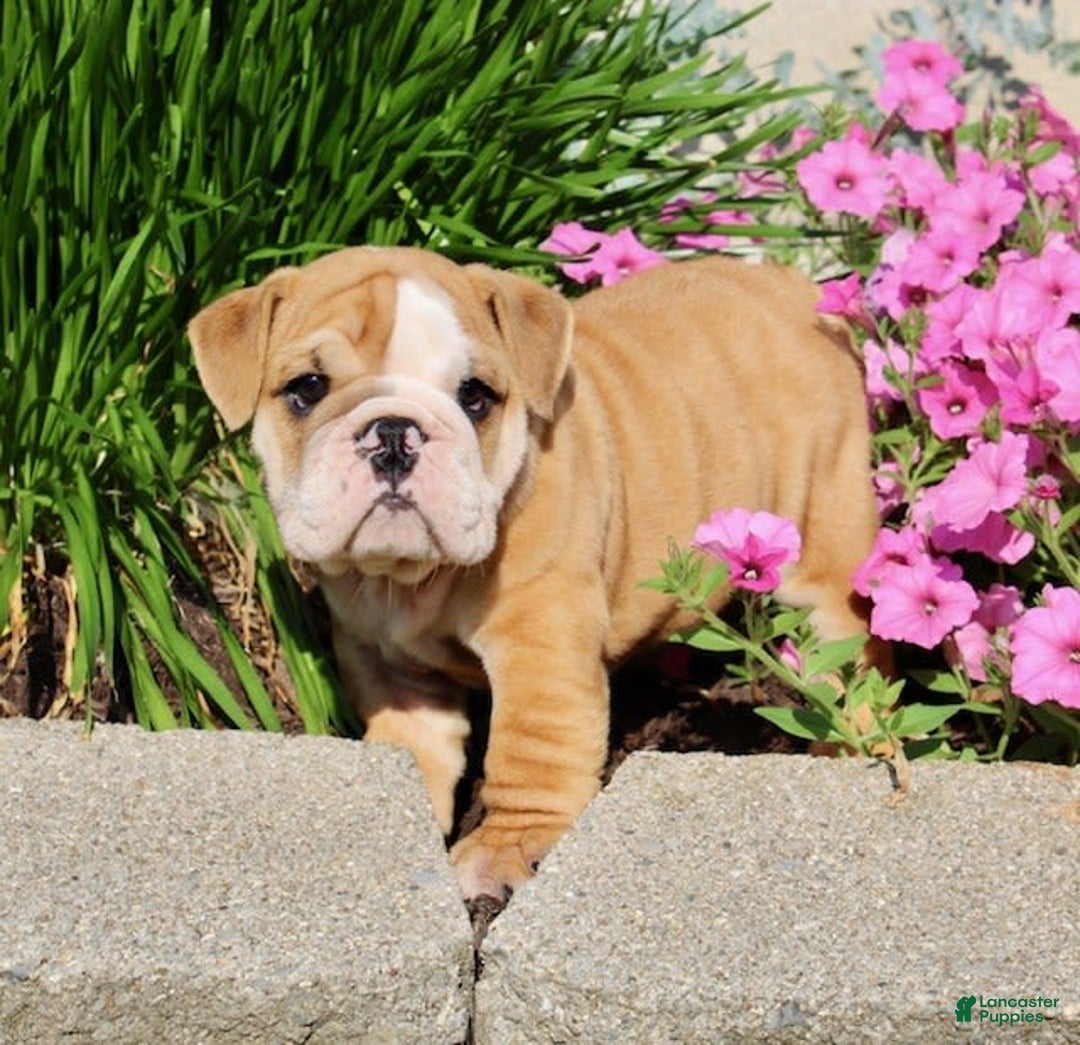 English Bulldog dogs for sale: Wyatt - Image 3