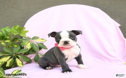 Boston Terrier dogs for sale: Boston Terrier 4 puppies - Image 14
