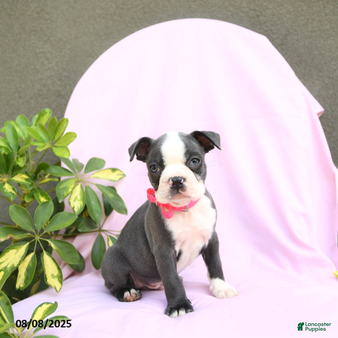 Boston Terrier dogs for sale: Boston Terrier 4 puppies - Image 14