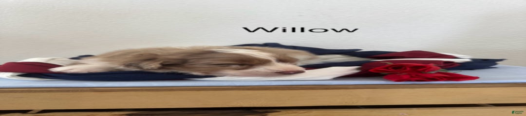 Willow