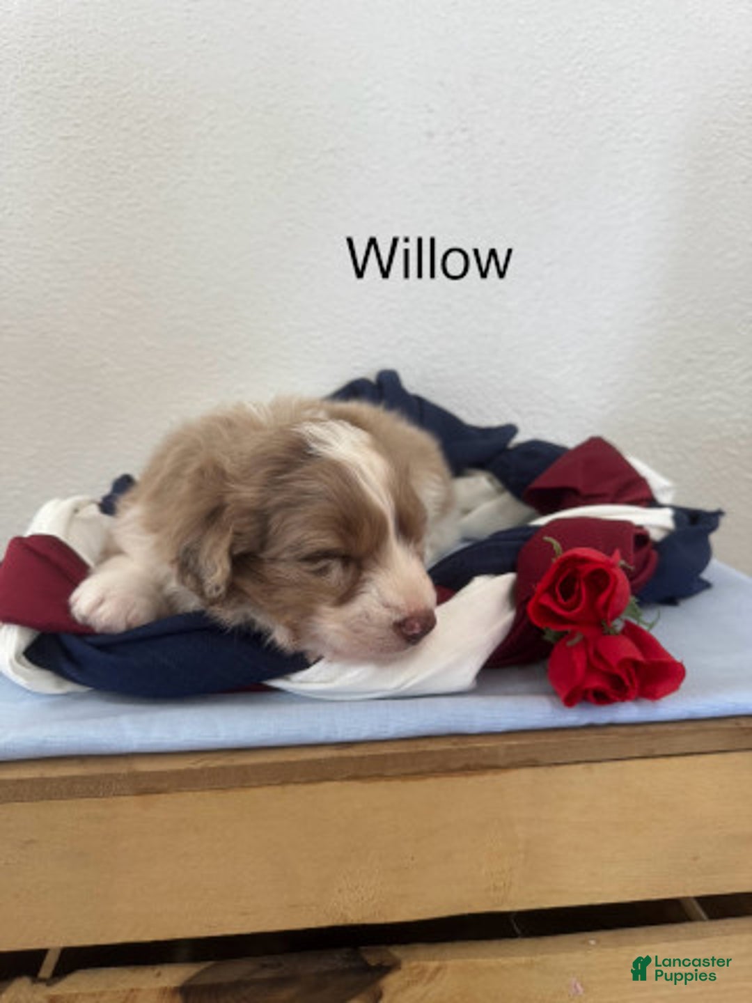 Mini Aussiedoodle dogs for sale: Willow - Image 1