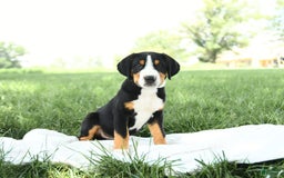 Greater Swiss Mountain Dog dogs for sale: Forest - Image 4