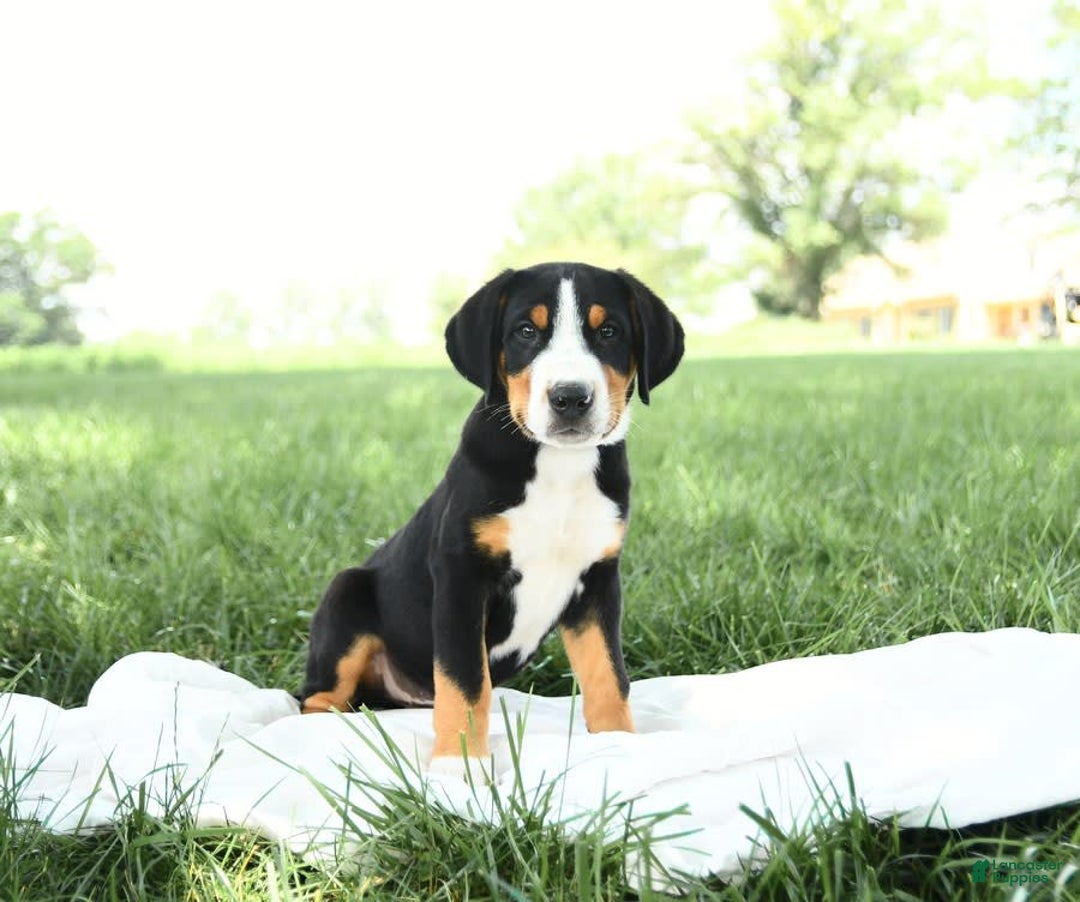 Greater Swiss Mountain Dog dogs for sale: Forest - Image 4