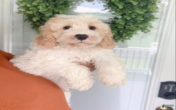 Cavachon dogs for sale: Charlie - Image 8