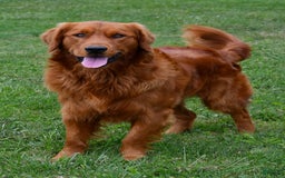 Golden Retriever dogs for sale: Rusty - Image 3