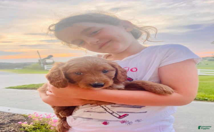Mini Goldendoodle dogs for sale - Ad 2
