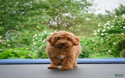 Cavapoo dogs for sale: Cabo - Image 2