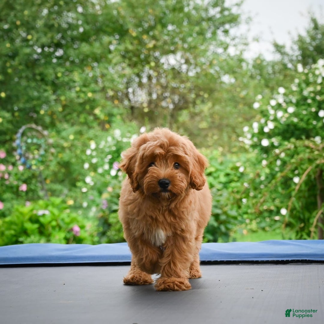 Cavapoo dogs for sale: Cabo - Image 2