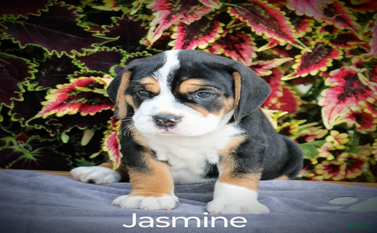 Beabull dogs for sale - Ad 1