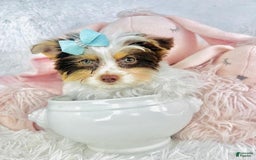 Biewer Terrier dogs for sale: Don - Image 1