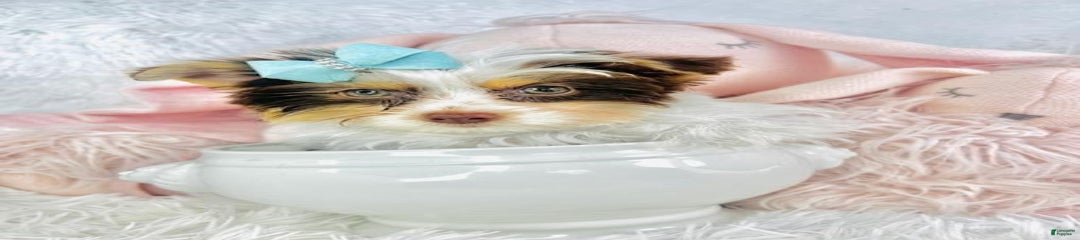 Don