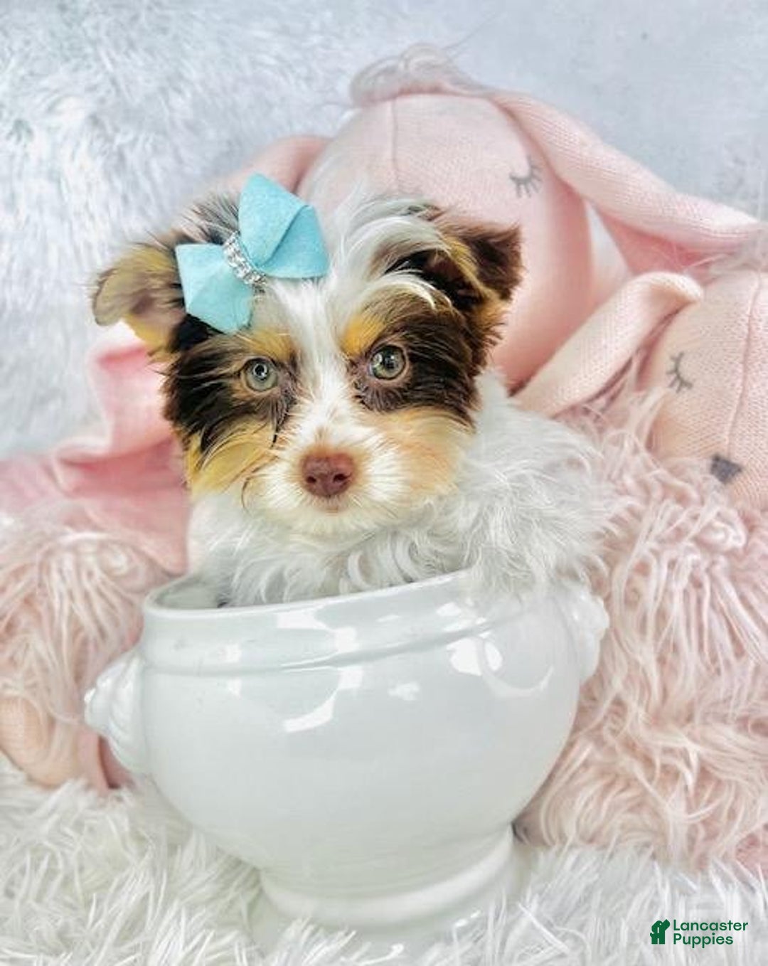 Biewer Terrier dogs for sale: Don - Image 1