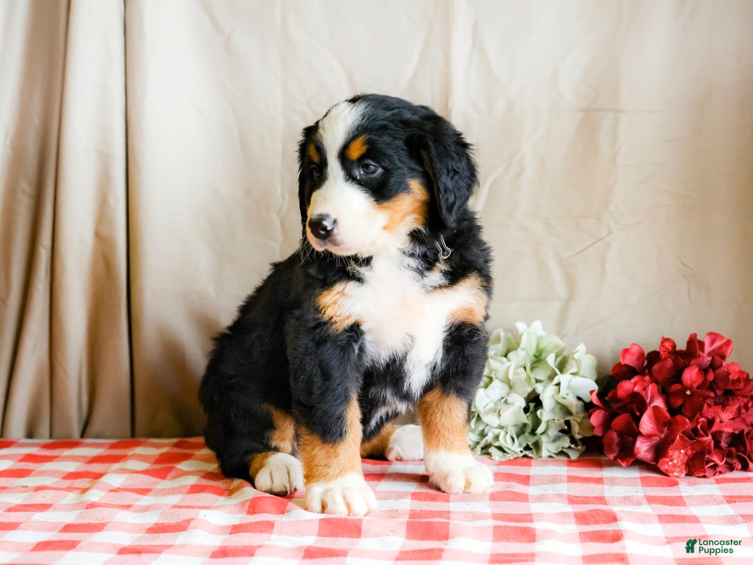 Bernese Mountain Dog dogs for sale: Lilac - Image 5