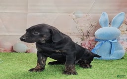 Catahoula Leopard Dog dogs for sale: Love Bug 2025 M1 - Image 14