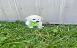 Bichpoo dogs for sale: Grady - Image 4