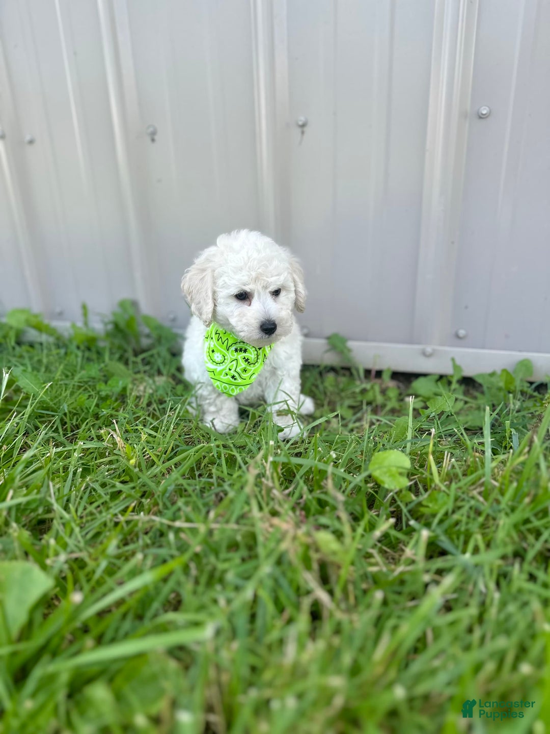 Bichpoo dogs for sale: Grady - Image 4