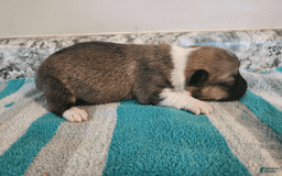 Welsh Corgi Pembroke dogs for sale: Novas Girl 3 - Image 6