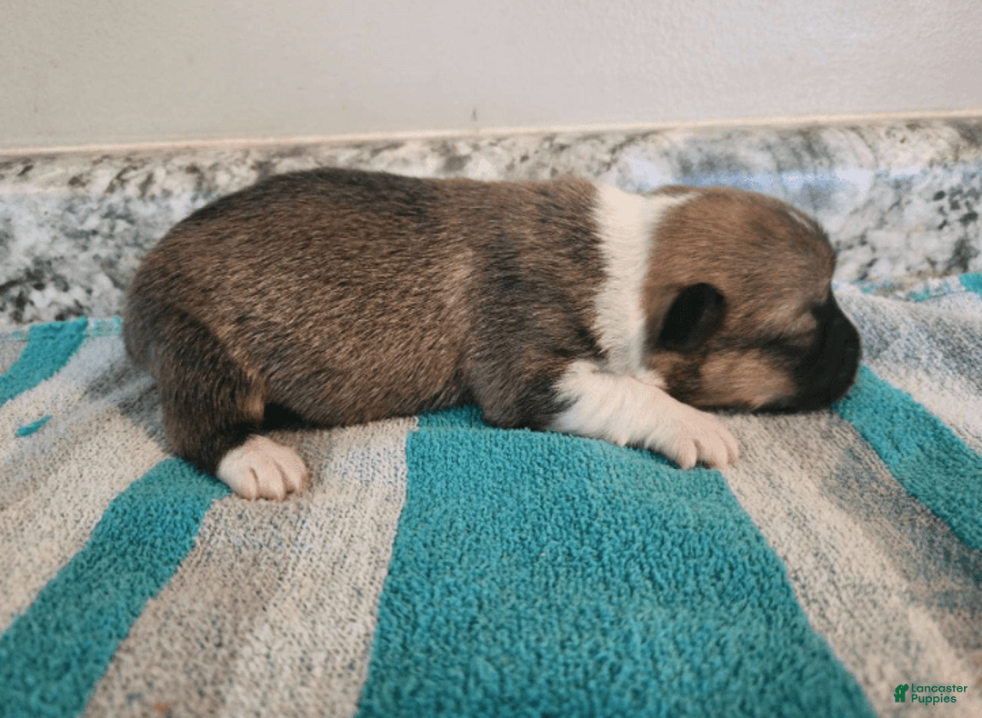 Welsh Corgi Pembroke dogs for sale: Novas Girl 3 - Image 6