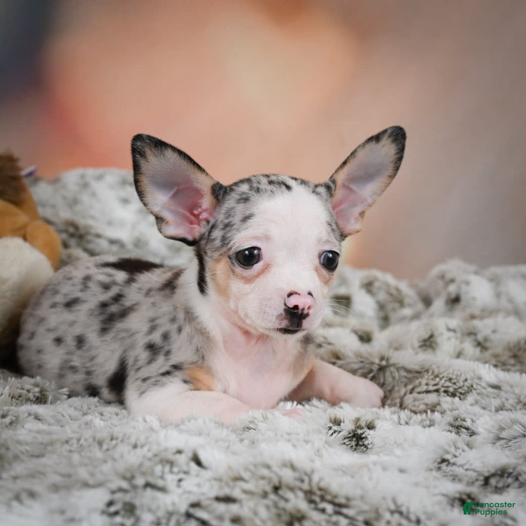 Chihuahua dogs for sale: Romeo - Image 3