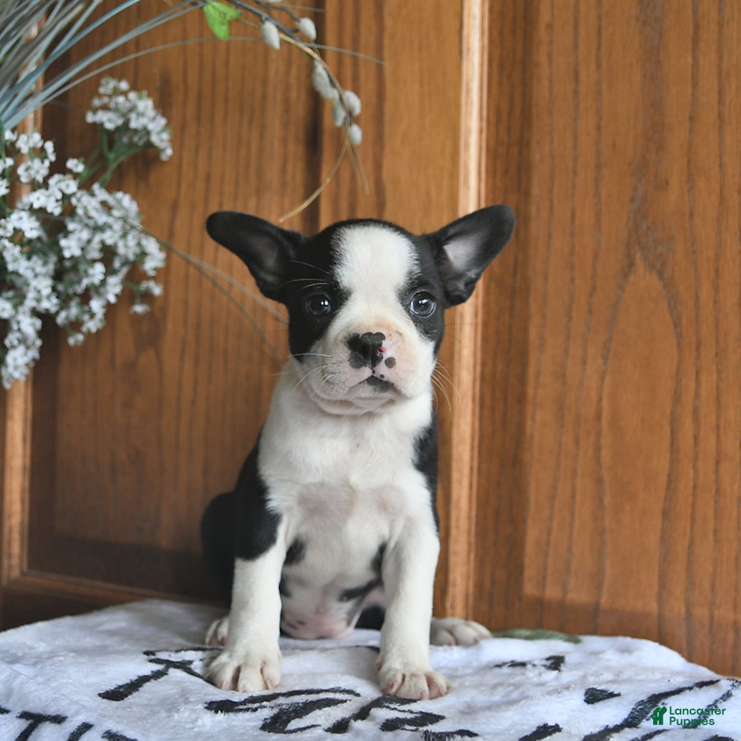 Boston Terrier dogs for sale: Honey - Image 2