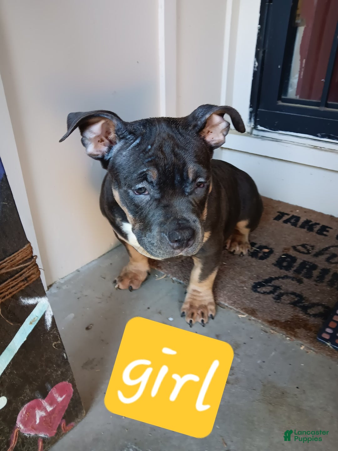 American Bully dogs for sale: Orange Col - Image 5