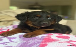 Australian Shepherd dogs for sale: Keotie - Image 6