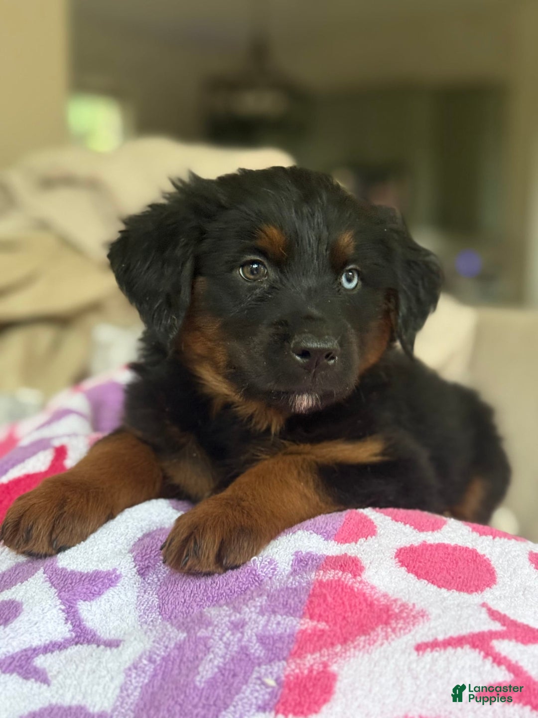 Australian Shepherd dogs for sale: Keotie - Image 6