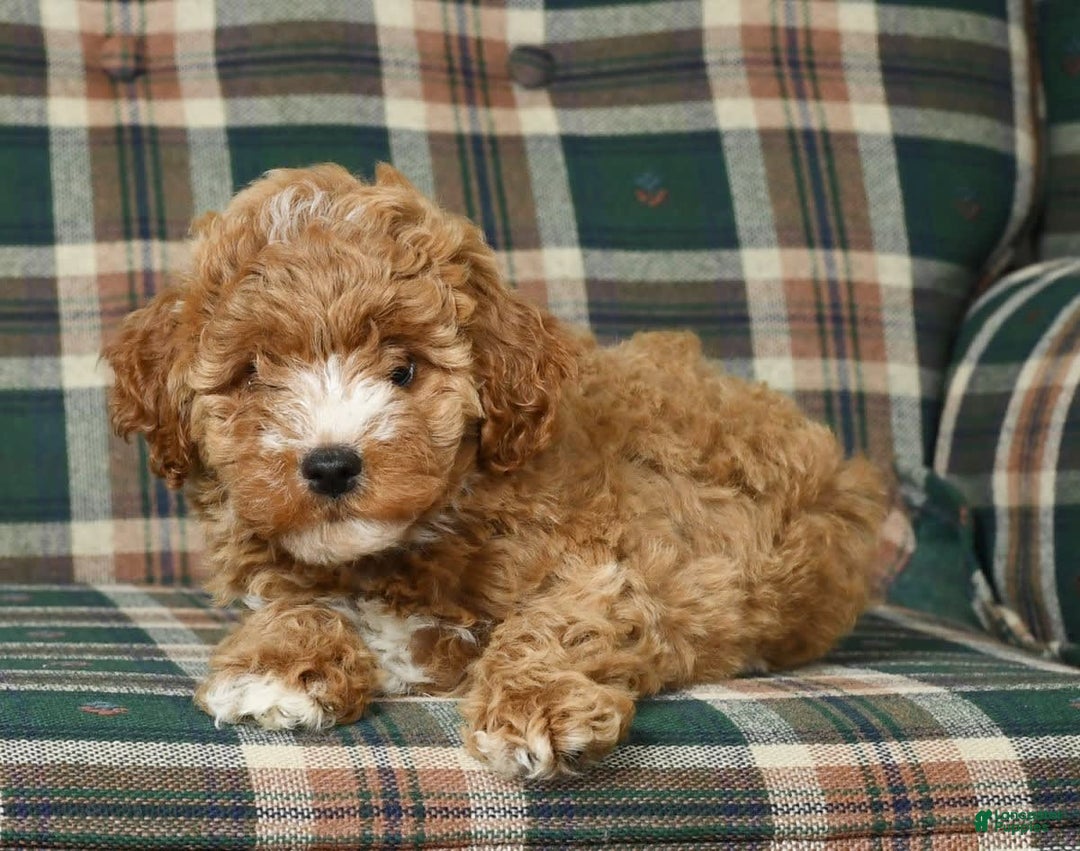 Cavapoo dogs for sale: Finny - Image 9