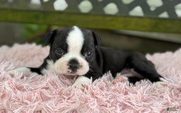 Frenchton dogs for sale: Jax - Image 10