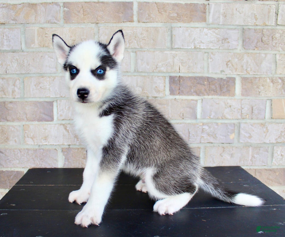 Siberian Husky dogs for sale: Asher - Image 2