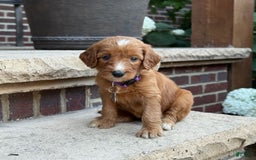 Goldendoodle dogs for sale: Layla - Image 7