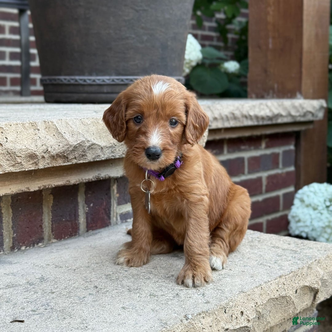 Goldendoodle dogs for sale: Layla - Image 7