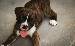 Boxer dogs for sale: Tori - Image 2
