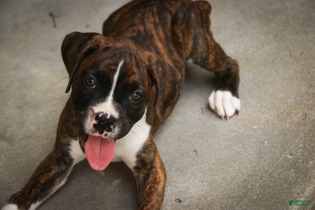 Boxer dogs for sale: Tori - Image 2