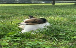 Papillon dogs for sale: Rissa - Image 4