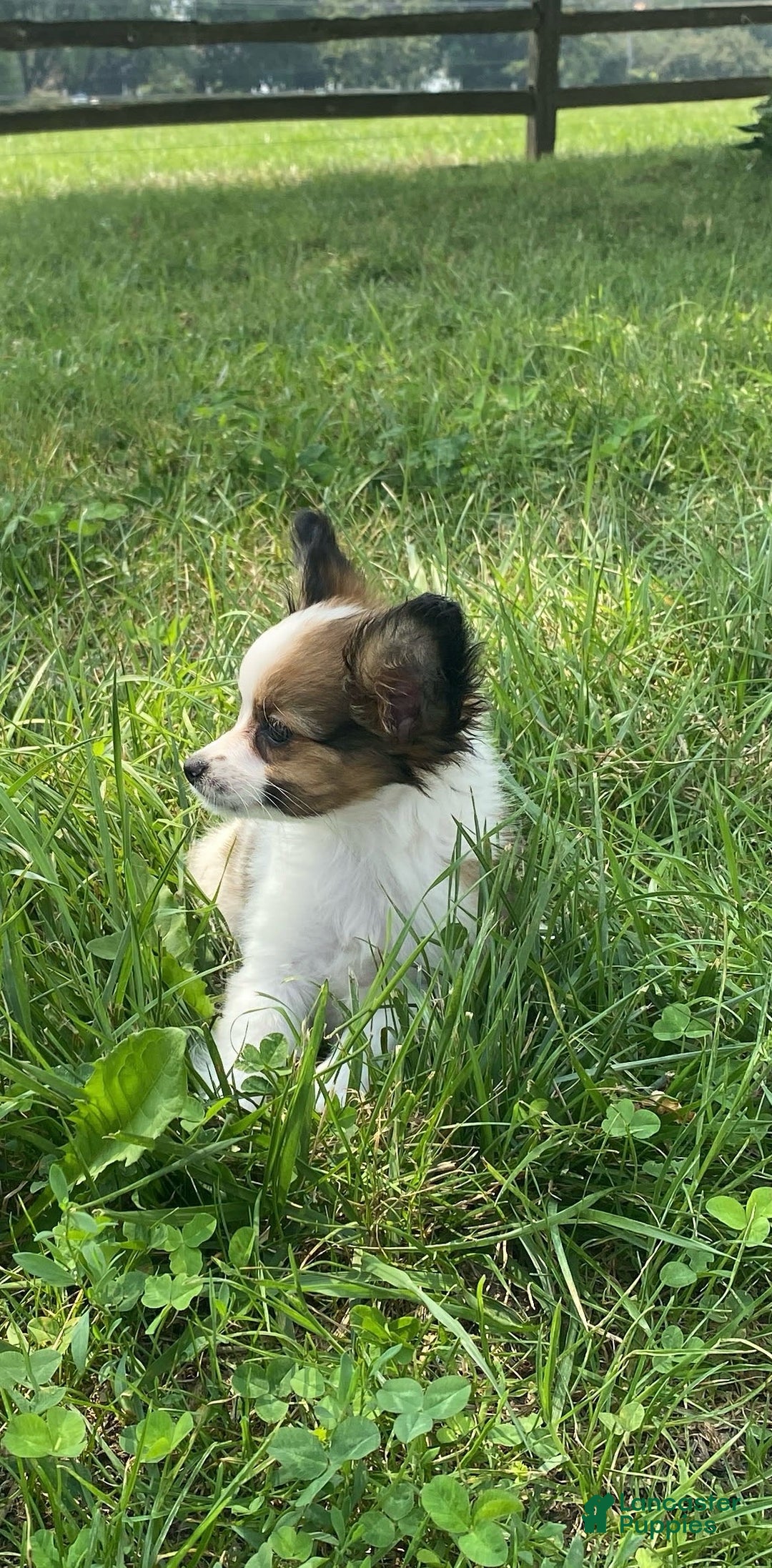 Papillon dogs for sale: Rissa - Image 4