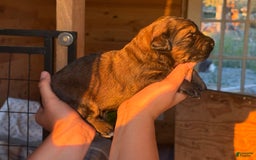 Aussiedoodle dogs for sale: Dun - Listing for pets: Winona, Dolly, Reba, Brooks, Dun, Urban - Image 2