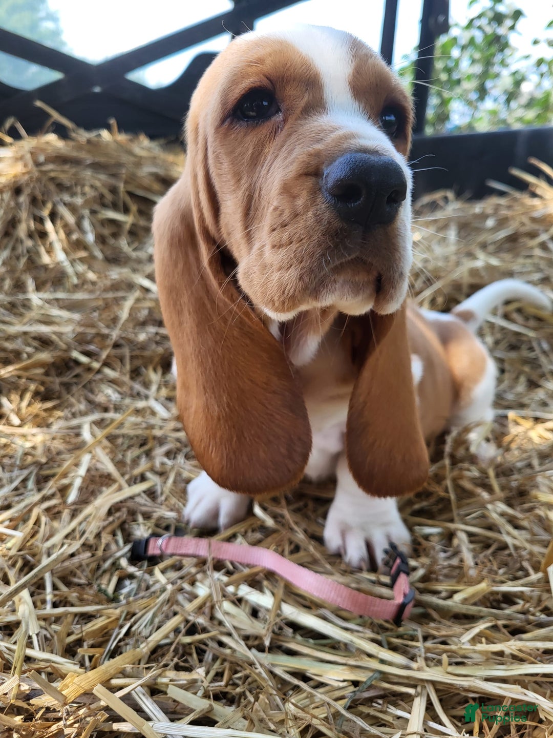 Basset Hound dogs for sale: Mable - Image 3