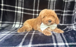 Cockapoo dogs for sale: Royal - Image 3