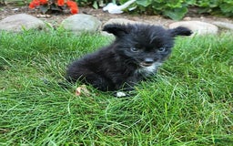 Pomeranian dogs for sale: Oreo - Image 11