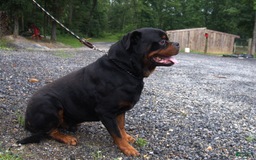 Rottweiler dogs for sale: Ruby - Image 9