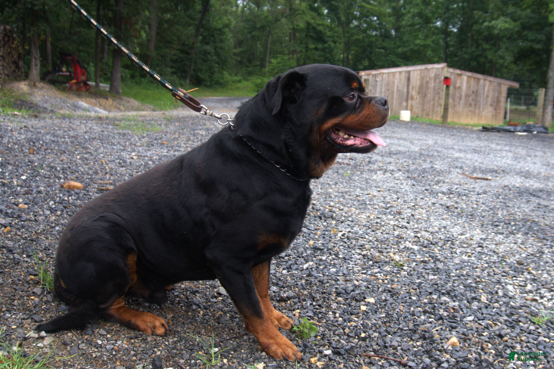 Rottweiler dogs for sale: Ruby - Image 9