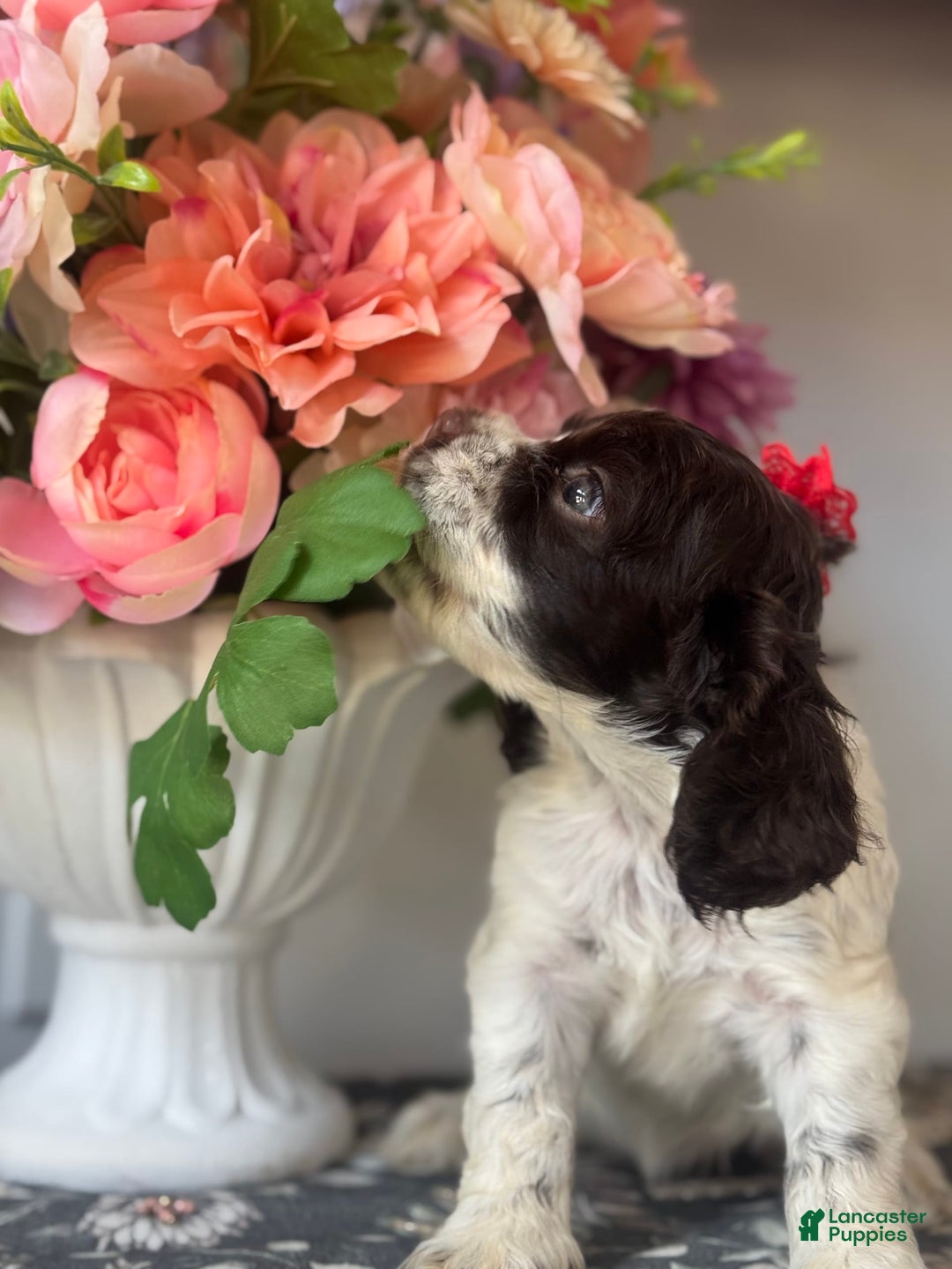 Cocker Spaniel dogs for sale: Lucy - Image 4